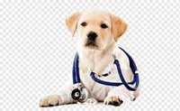 Ветеринарный врач, Ветеринарлық қызмет, дезинфектор