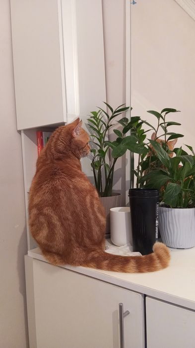 Британский рыжик