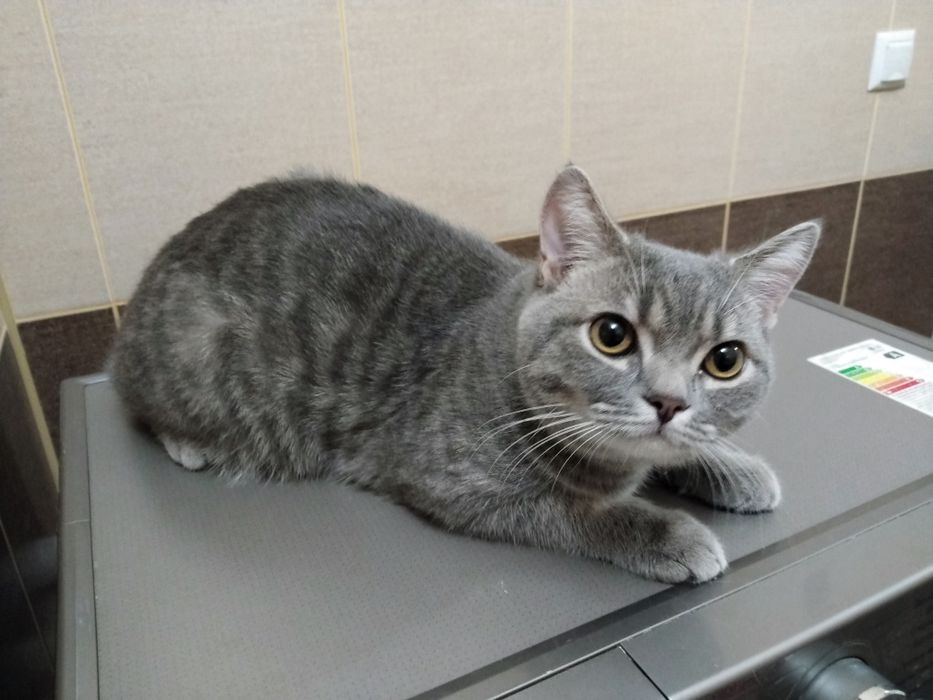 Котенок 8 месяцев, мальчик