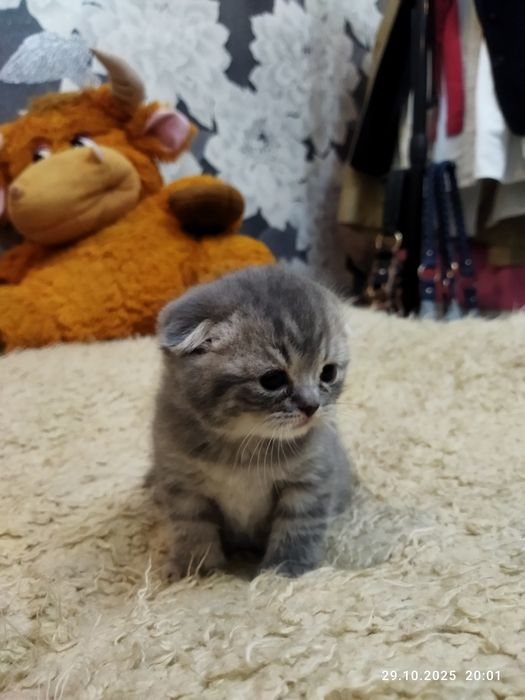 Готовяться к продаже котята