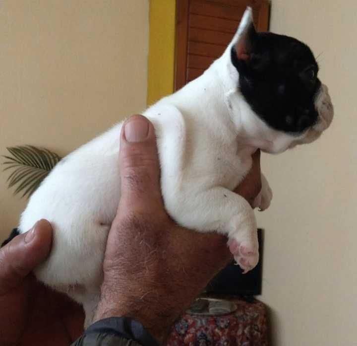 Малки кученца френски булдог