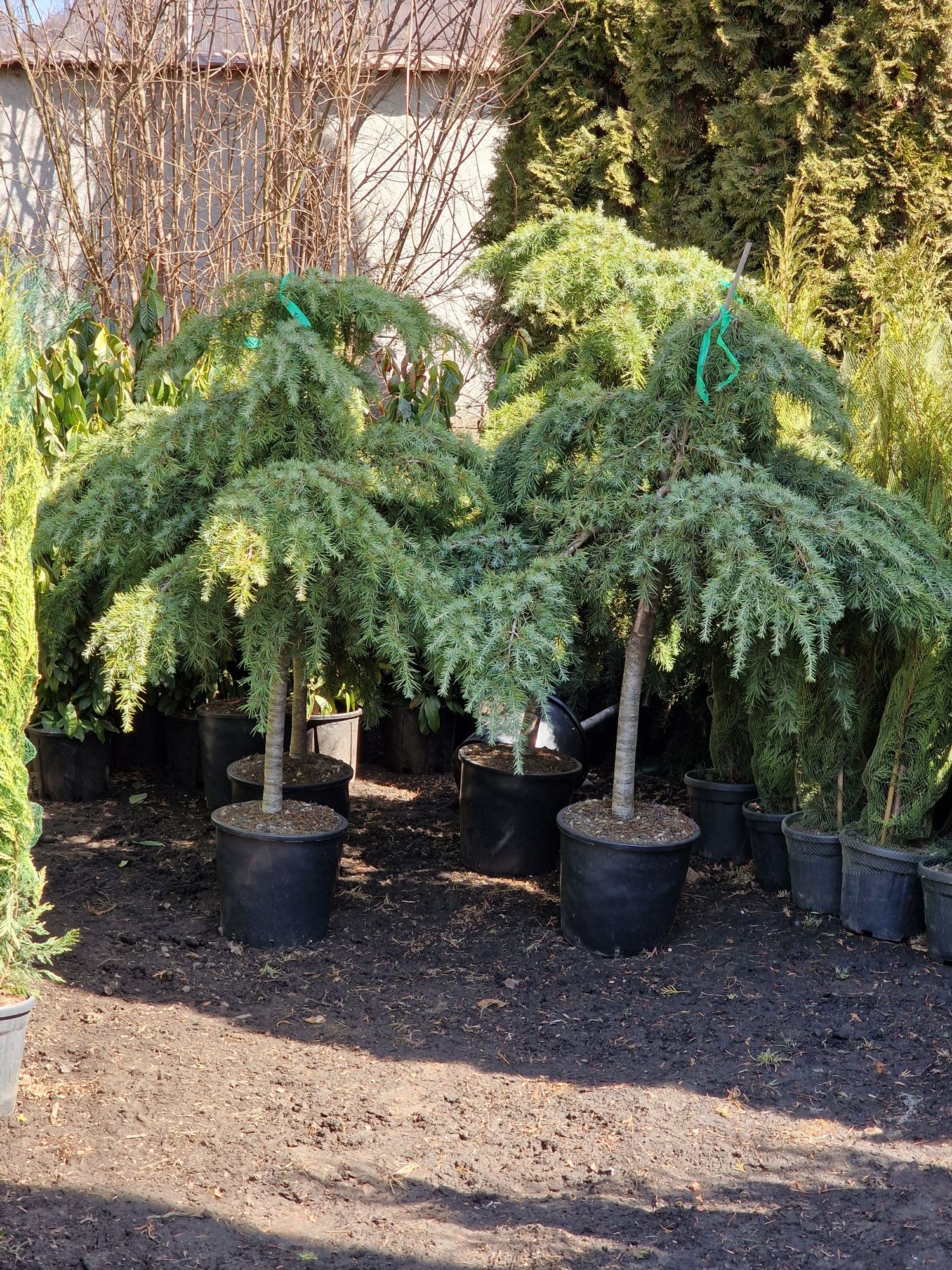Mandarin, maslin, magnolia grandiflora, palmier cycas, plante exotice