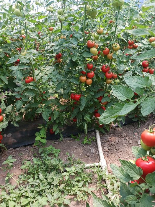 Vând rosii și castraveti