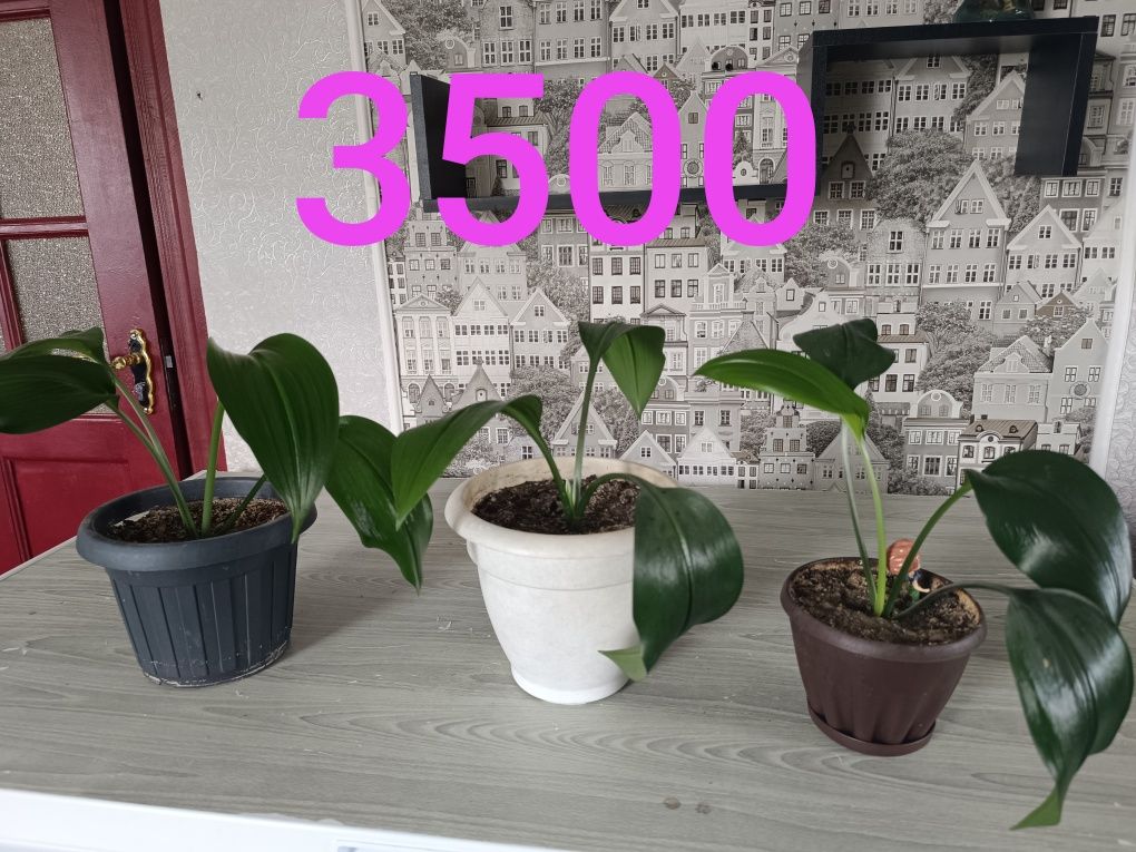 Продам дорого цветы