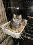 Котят в добрые руки , домашние от кошки мышеловки.