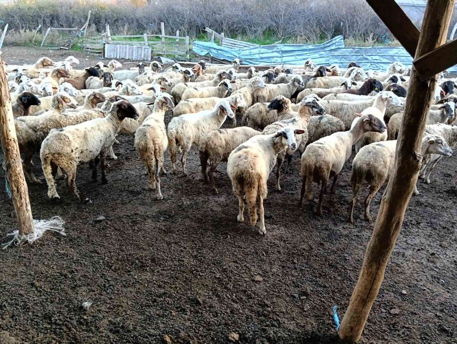 Продавам 110 овце