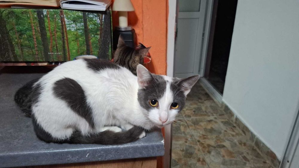 Pisicute spre adoptie