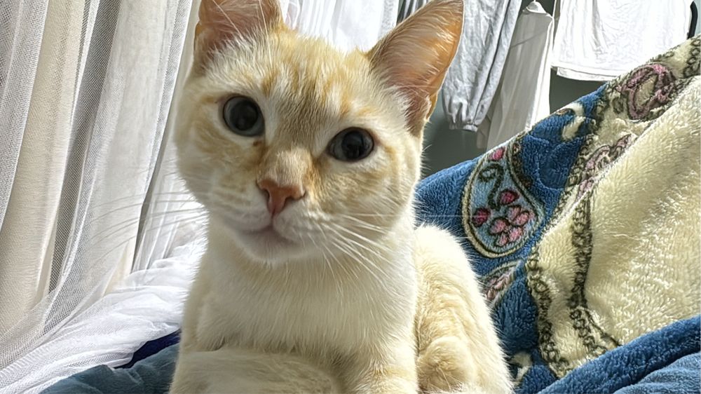 Отдам кота в добрые руки