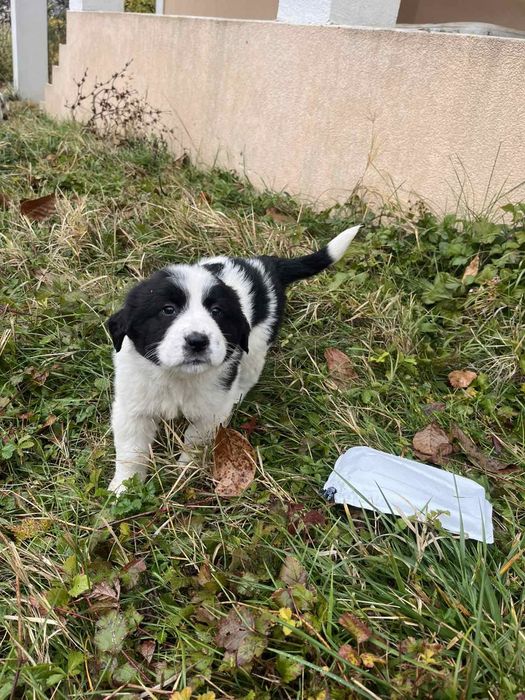 Подарявам кученца с майка от породата Рафейро де алентехо