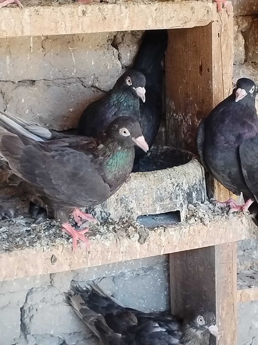 Пазарджишки гълъби