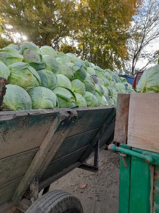 Vand varza romaneasca