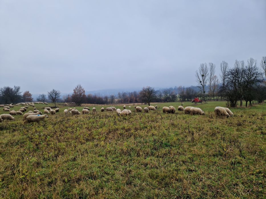 Vand 50 de oi  pe ales di 200