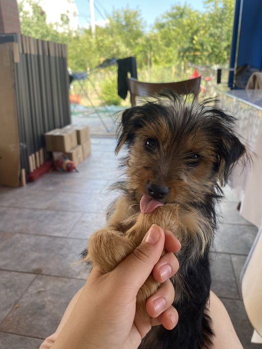 Yorkshire terrier