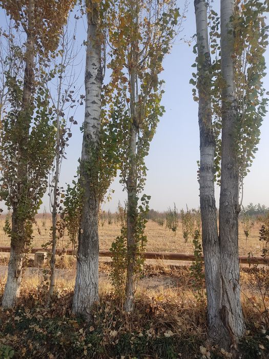 Терак сотилади 13 йиллик