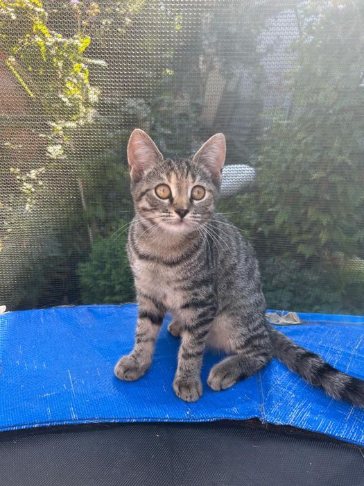 Отдам бесплатно котят