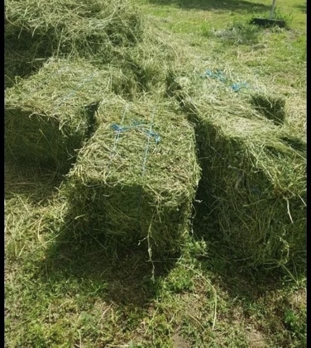 Baloti de lucerna de vanzare