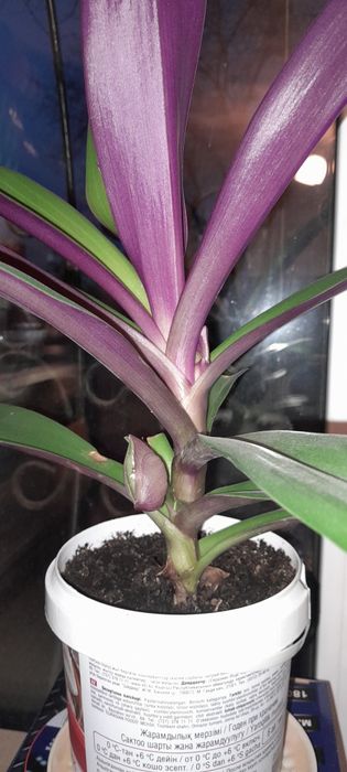 Цветы комнатные недорого. 1000т.