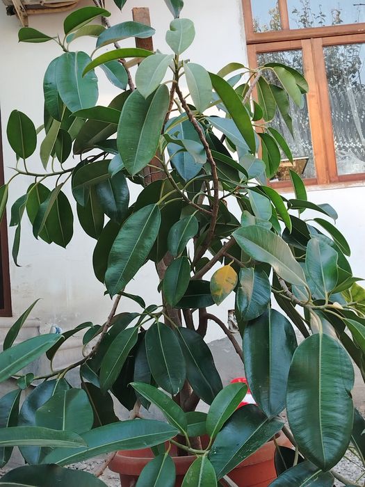 Ficus guli 1. 70 metr