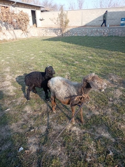 Она бола куй сотилади