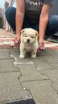 Chow chow rasa pura cățel pedigree
