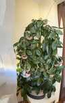 Plantă Hoya Carnosa