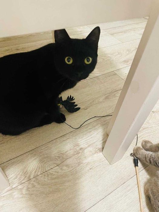 По дороге к счастью …. девочка Фина с мамой Марсель чёрная пантера