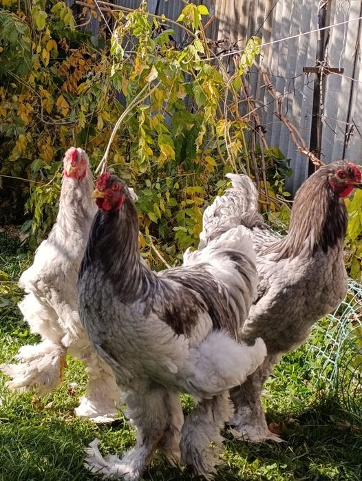 Петухи Брама голубая.