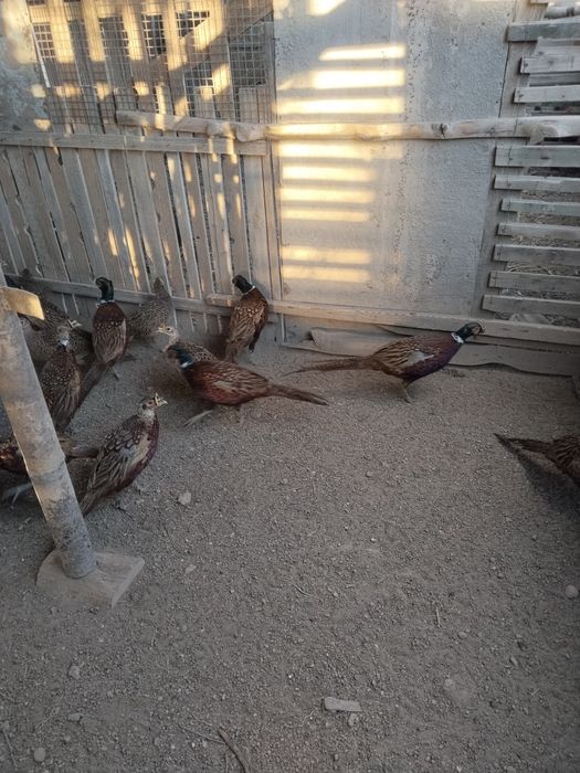 Фазаны охотничие