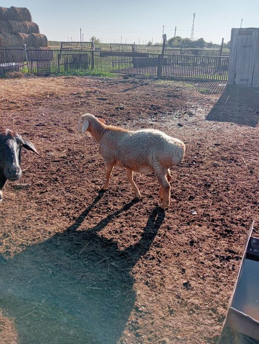 Кошкар на обмен поменять кровь