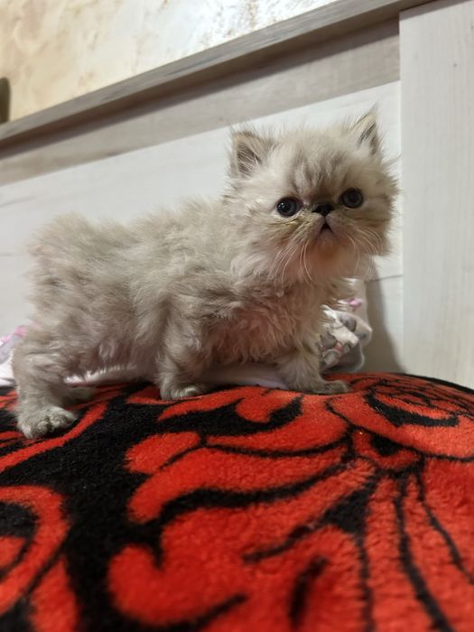 Motanel persan disponibil