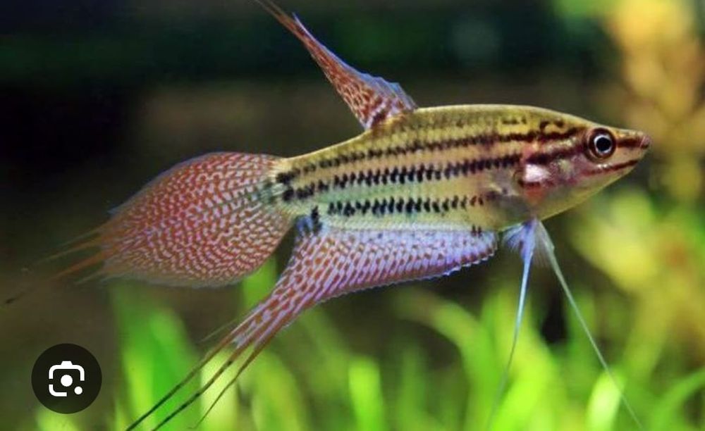 Аквариумные рыбки