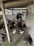 Хонаки товуклар оптом сотилади 4 ойликдан катта