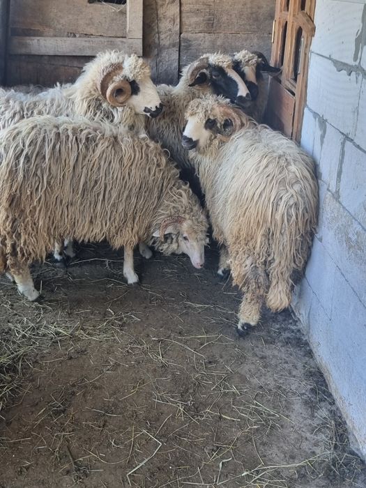 Oi turcane de vânzare