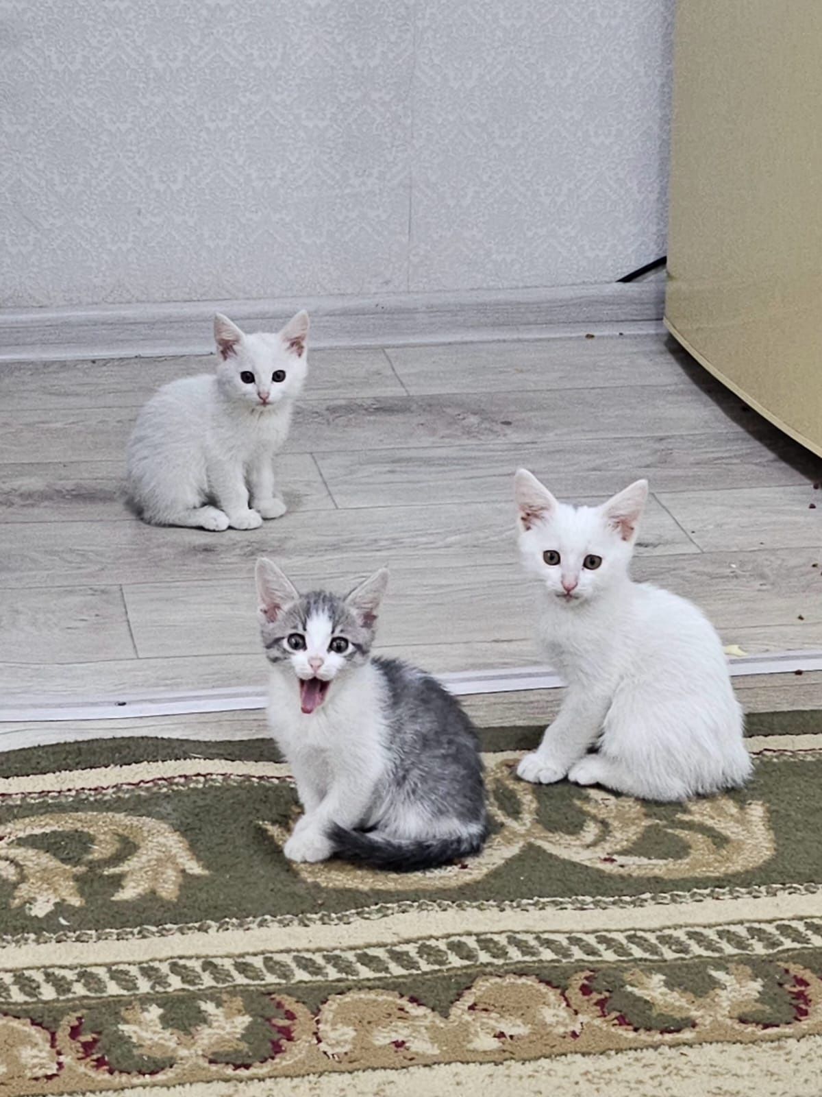 Котята 3 месяца отдадим