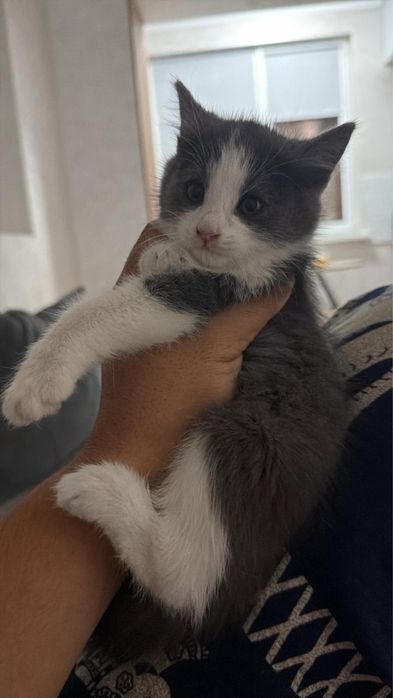 Отдам котенка бесплатно