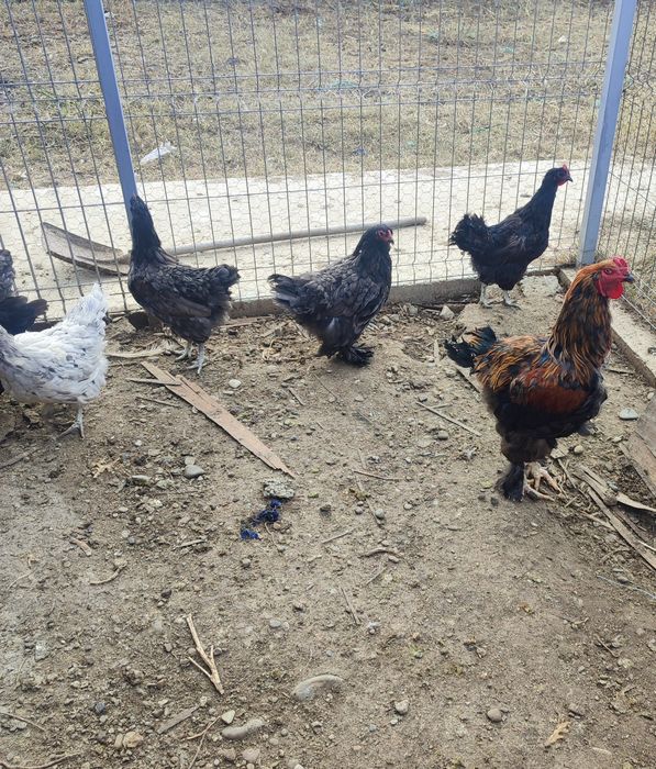 Vând șapte găini și un cocoș