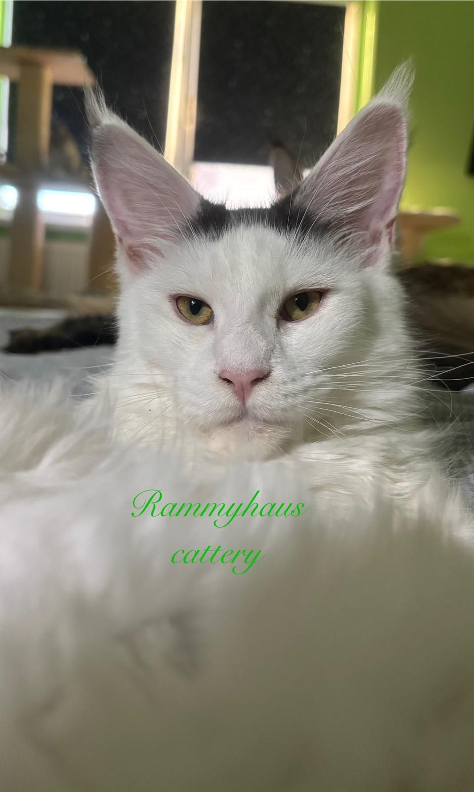 Felisa autorizata WCF,  vinde pisoi cu pedigree rasa Maine coon
