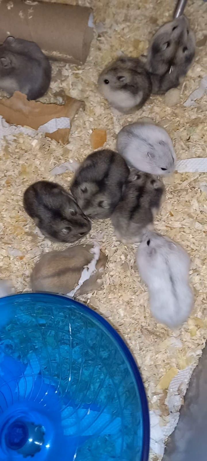 Hamsteri Siberieni