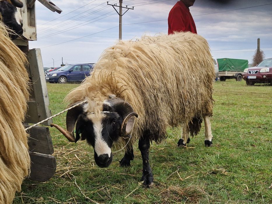 Berbeci Miori Breji de Hațeg