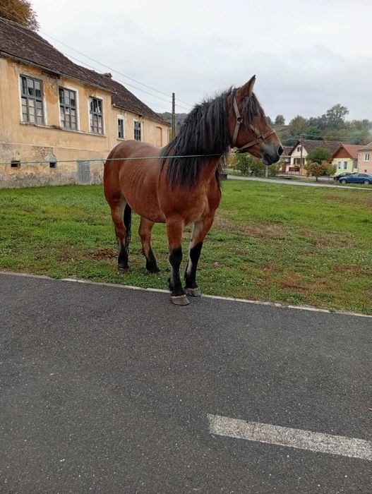 Iapa de 5 ani de vanzare