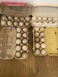 Oua rațe mute pentru incubat