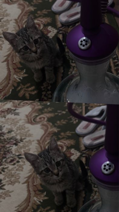 Отдам в добрые руки котенка