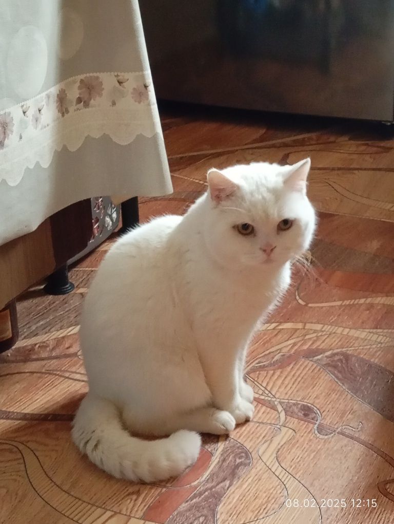 Продаются Шотландский Скотиш  Страйт