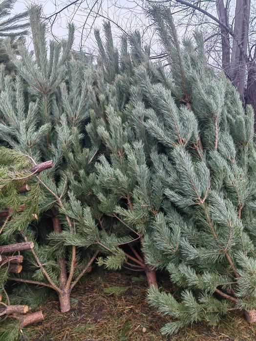 Новогодние ёлки Оптом