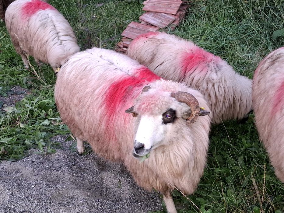 5 oi turcane de vanzare