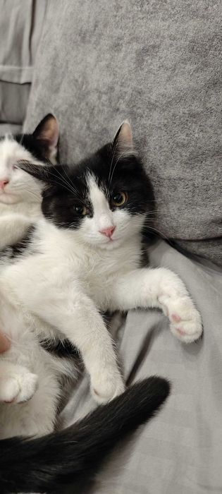 Котята 3.5 месяца ищут дом