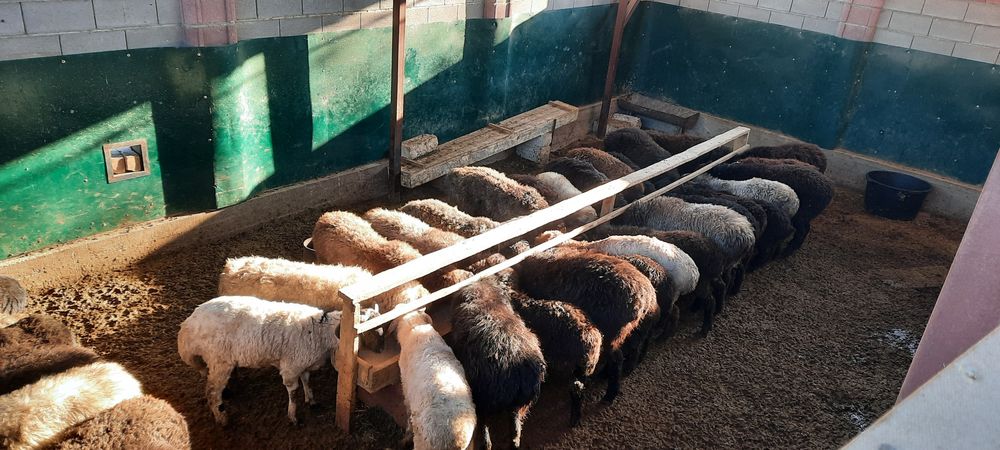 Май семиз кой токты тусак кошкар сатылады