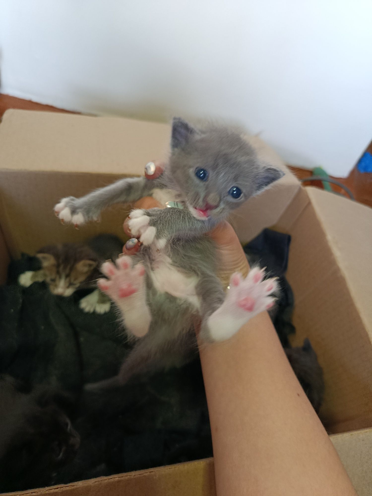Отдам котят в добрые руки