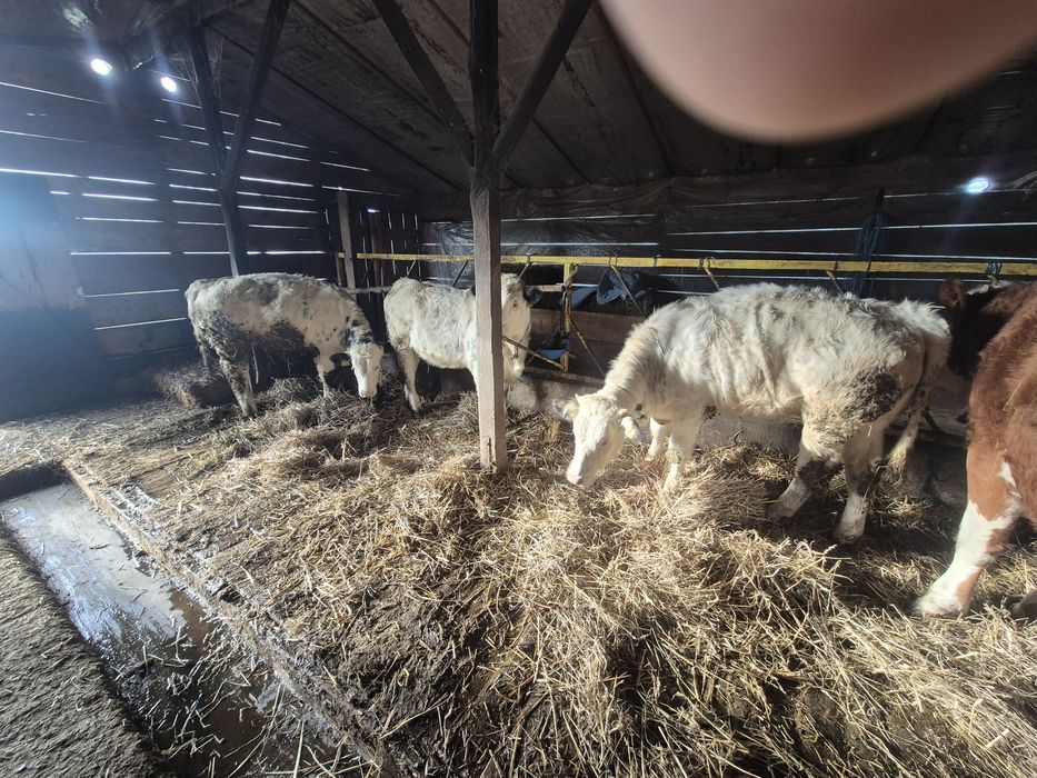 Vitei de carne bună