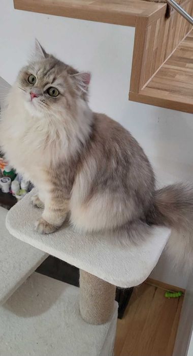 Fetita british longhair blue golden, pedigree, lipicioasa